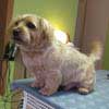 Naffa, Norfolk Terrier